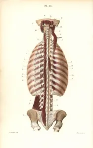 Masse Prints: Deepest inner muscles of the back