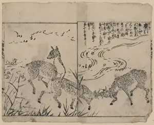 Deer, two bucks fighting, next to a stream