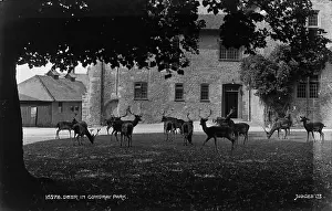 Deer in Comydray Park