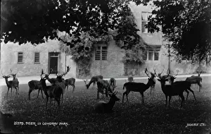 Deer in Comydray Park