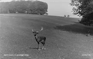 Grassy Prints: Deer in Coydray Park