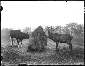 Deer Collection: Deer Gatecrashing Lunch