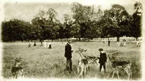 Deer Collection: Deer in Greenwich Park, SE London