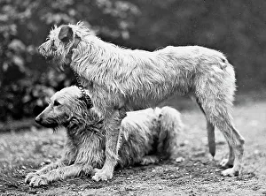 Deer Collection: Deer Hounds