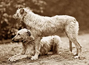 Deer Collection: Deer Hounds Victorian period