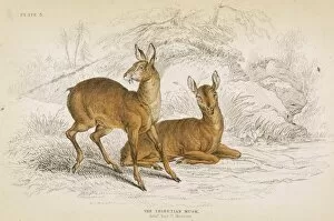 Musk Collection: Deer / Musk Tibetan 1835