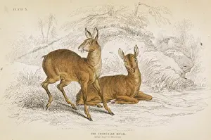 Musk Prints: Deer / Musk Tibetan 1835