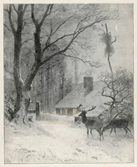Deer Collection: Deer Near House