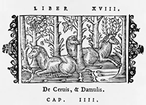 1555 Prints: DEER / OLAUS / RESTING / 1555