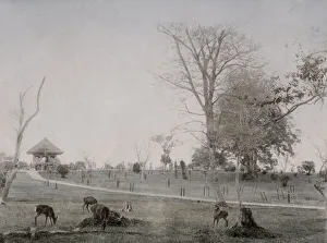 Deer in the park at Nara, Japan