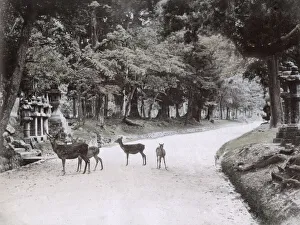 Deer in the park at Nara, Japan, c. 1890