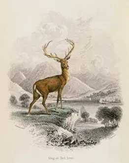 DEER / RED STAG / NL / 1835