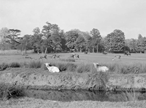Images Dated 10th September 2012: Deer in Richmond Park