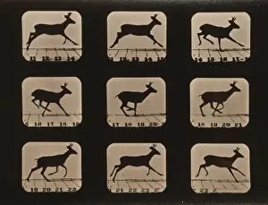 Deer, running