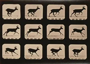 Deer, running