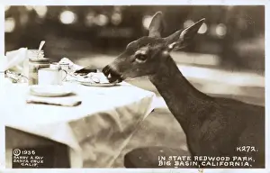 Redwood Prints: Deer in State Redwood Park, California, USA