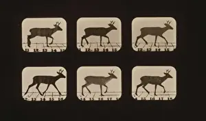 Trotting Prints: Deer, trotting 1 / 2 stride