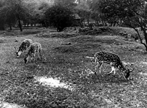 Images Dated 23rd August 2011: Deer at Whipsnade Zoo