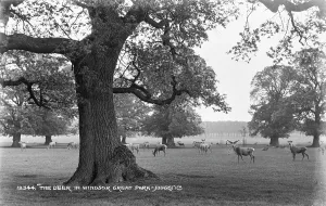 Grazing Prints: The Deer in Windsor Great Park