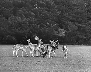 Deer in Woburn Park