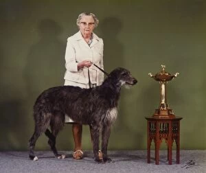 Images Dated 8th March 2017: Deerhound, Champion Betsinda of Rotherwood - Cruft s