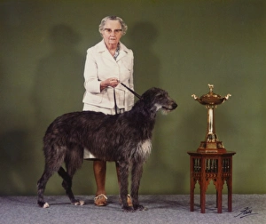 Images Dated 8th March 2017: Deerhound, Champion Betsinda of Rotherwood - Cruft s