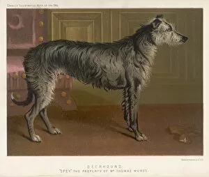 Deerhound Standing / 1890