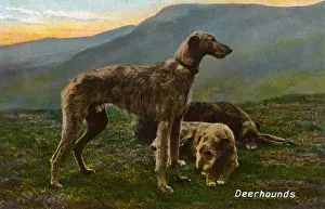 Hilltop Prints: Deerhounds