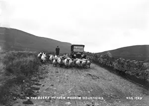 Meadow Prints: In the Deers Meadow, Mourne Mountains
