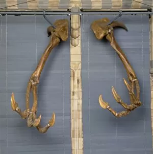 Bipedal Collection: Deinocheirus