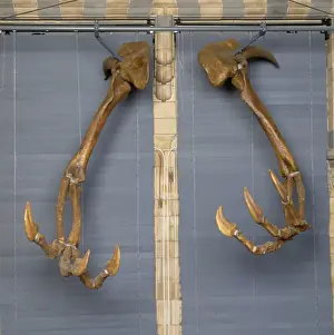 Claw Prints: Deinocheirus