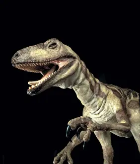 Claw Prints: Deinonychus