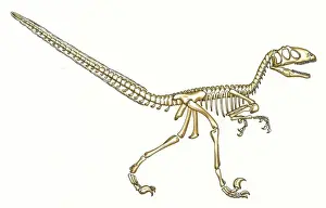 Claw Prints: Deinonychus skeleton