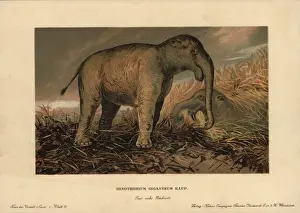 Giganteum Prints: Deinotherium giganteum, large prehistoric relative