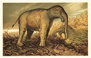 Deinotherium giganteum, large prehistoric relative of modern-day