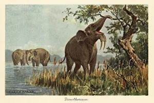 Deinotherium giganteum pulling down high foliage with its trunk
