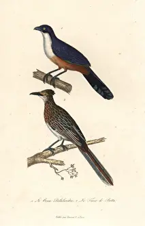 Complements Prints: Delalandes coua (extinct), and greater roadrunner