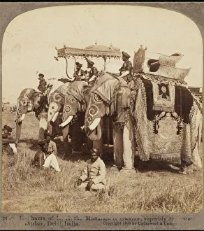 Indian Gallery: Delhi Durbar Elephants