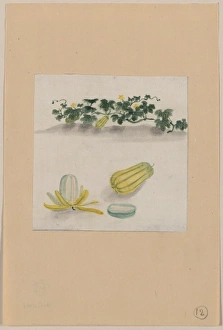 Squash Gallery: Delicata squash with plant vines growing in the background
