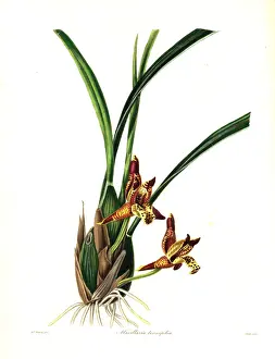 Tenuifolia Prints: Delicate-leafed maxillaria or coconut pie