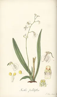 Trinidad Prints: Delicate violet orchid, Ionopsis utricularioides