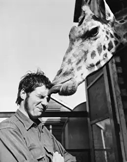 Giraffes Prints: Delilah Kissing Keeper