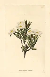 Succulent Prints: Delosperma invalidum