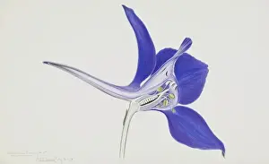 Vibrant Prints: Delphinium ajacis, rocket larkspur