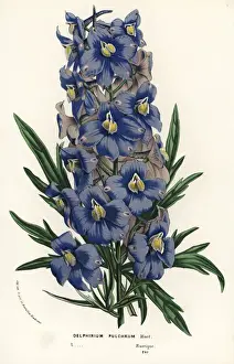Delphinium Prints: Delphinium pulchrum