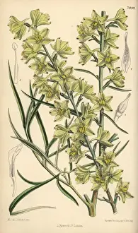 Delphinium Prints: Delphinium zalil, native of Khorasan, Afghanistan