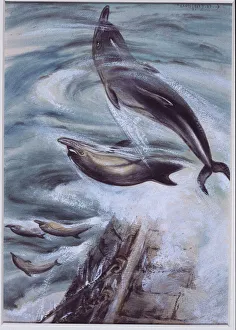Aquatic Gallery: Delphinus delphis, short-beaked common dolphin