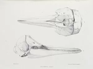 Lepidosaur Gallery: Delphinus doris, plate 20