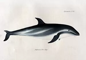 Aquatic Gallery: Delphinus fitzroyi