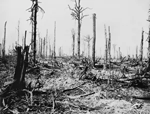 Delville Wood 1916